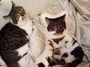 吃瓜娱乐酱抱枕猫,吃瓜娱乐酱带你领略萌宠魅力  第1张 吃瓜娱乐酱抱枕猫,吃瓜娱乐酱带你领略萌宠魅力  第1张